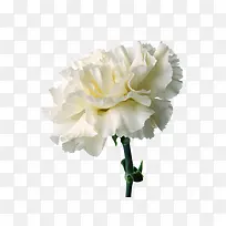 白色小花-空若网 白色小花-空若网