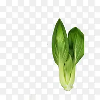 蔬菜-空若网 蔬菜-空若网