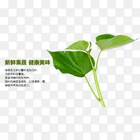 美味的番薯叶-空若网 美味的番薯叶-空若网