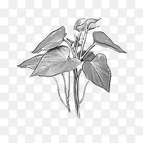 手绘番薯叶-空若网 手绘番薯叶-空若网