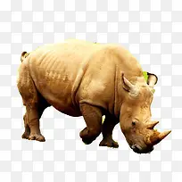 野生犀牛-空若网 野生犀牛-空若网