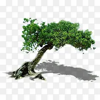 生态环保植物大树-空若网 生态环保植物大树-空若网