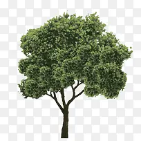 树树树树树树-空若网 树树树树树树-空若网