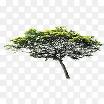 树-空若网 树-空若网