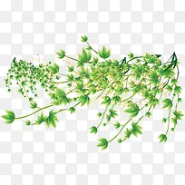 树枝-空若网 树枝-空若网