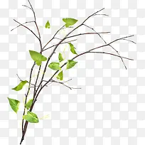 Ê÷ľ-¿ÕÈôÍø Ê÷ľ-¿ÕÈôÍø