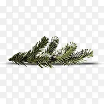 冬树-空若网 冬树-空若网