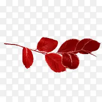 红色树叶图片-空若网 红色树叶图片-空若网