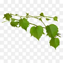 绿色枝叶-空若网 绿色枝叶-空若网