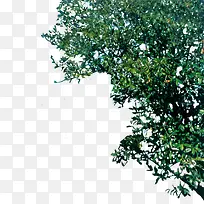 树枝树叶-空若网 树枝树叶-空若网