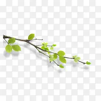 树枝-空若网 树枝-空若网