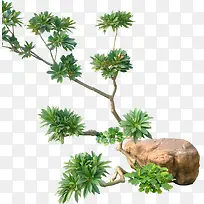 Ê÷Ö¦-¿ÕÈôÍø Ê÷Ö¦-¿ÕÈôÍø