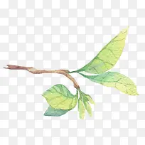 �ֻ�ˮ����֦��Ҷ-������