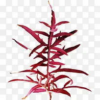 红色树叶-空若网 红色树叶-空若网