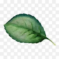 ˮ����Ҷ-������