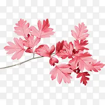 红色树叶-空若网 红色树叶-空若网