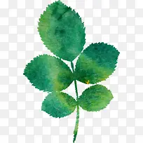 ˮ����Ҷ-������