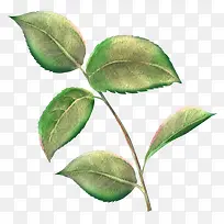 树枝树叶-空若网 树枝树叶-空若网