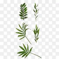 ��ɫ��Ҷ��֦-������