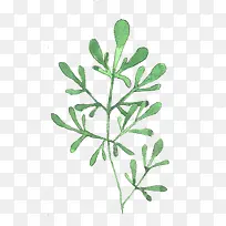 �ֻ���Ҷ-������