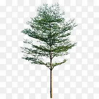 Ê÷-¿ÕÈôÍø Ê÷-¿ÕÈôÍø