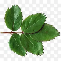 ��֦��ɫ��Ҷ-������