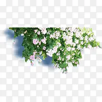 小花小草-空若网 小花小草-空若网