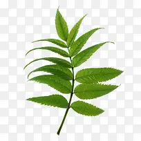 植物小草-空若网 植物小草-空若网