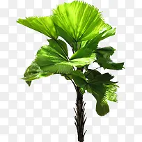 绿色枝叶-空若网 绿色枝叶-空若网