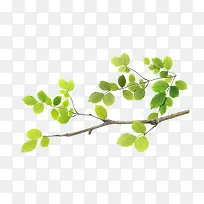 树叶-空若网 树叶-空若网