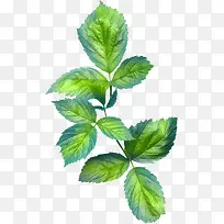 绿色枝叶-空若网 绿色枝叶-空若网