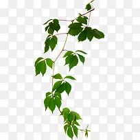 绿色枝叶-空若网 绿色枝叶-空若网