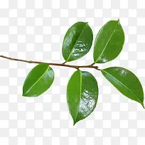 绿色枝叶-空若网 绿色枝叶-空若网