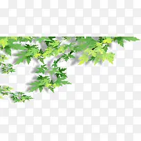 树枝上的树叶-空若网 树枝上的树叶-空若网