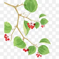 ��֦-������