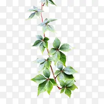 ��Ҷ-������