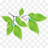 绿色树叶-空若网 绿色树叶-空若网