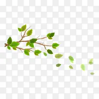 春天树叶-空若网 春天树叶-空若网