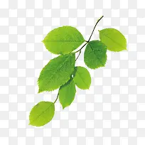 树枝png素材-空若网 树枝png素材-空若网