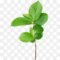 ��ɫ֦Ҷ-������