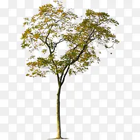 树-空若网 树-空若网