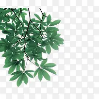 绿色树叶树枝装饰图案-空若网 绿色树叶树枝装饰图案-空若网