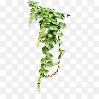 Ê÷Ö¦Ê÷Ò¶-¿ÕÈôÍø Ê÷Ö¦Ê÷Ò¶-¿ÕÈôÍø