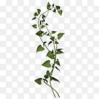 Ê÷Ò¶-¿ÕÈôÍø Ê÷Ò¶-¿ÕÈôÍø