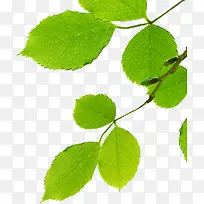 春天树叶树枝-空若网 春天树叶树枝-空若网