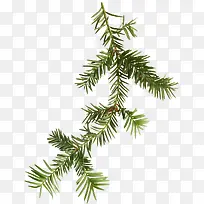 漂亮枝叶-空若网 漂亮枝叶-空若网