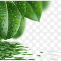 绿色树叶背景素材图片-空若网 绿色树叶背景素材图片-空若网