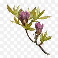 ÂÌÉ«Ê÷Ö¦Ê÷Ò¶×°ÊÎͼ°¸-¿ÕÈôÍø ÂÌÉ«Ê÷Ö¦Ê÷Ò¶×°ÊÎͼ°¸-¿ÕÈôÍø