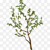 绿色树枝-空若网 绿色树枝-空若网