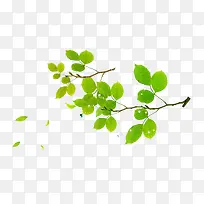 ��ɫ��Ҷ��֦װ��ͼ��-������